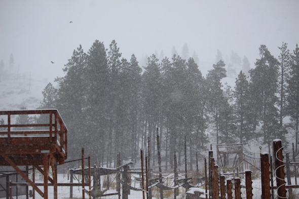 web_Snowy_day_bald_eagles_IMG_6229 copy