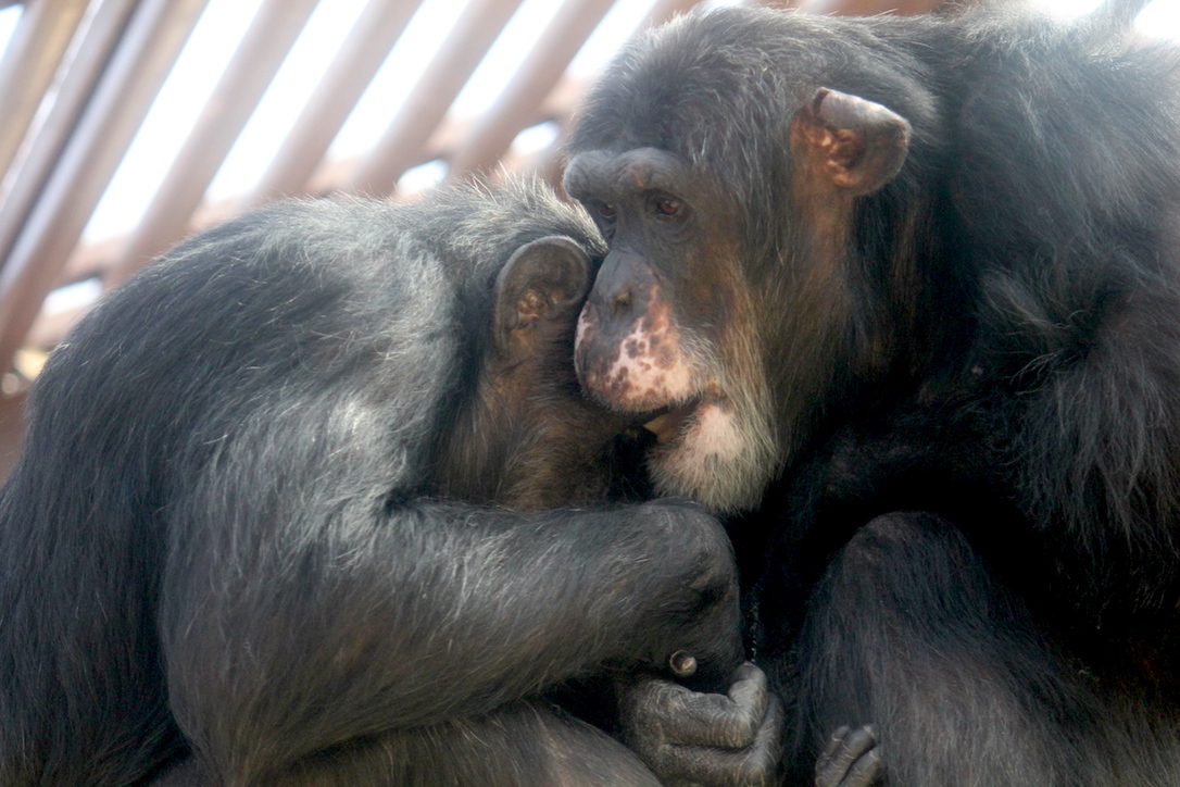 Missy and Burrito chimpanzees playing
