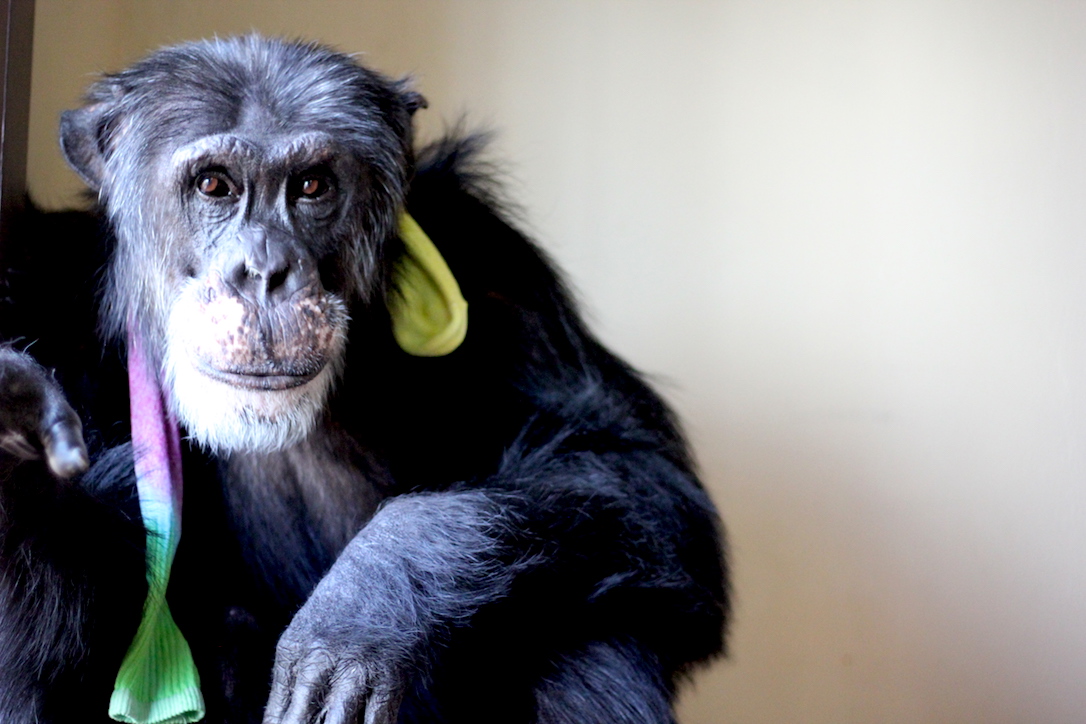 chimpanzee burrito