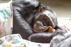 jamie chimpanzee in nest with boot