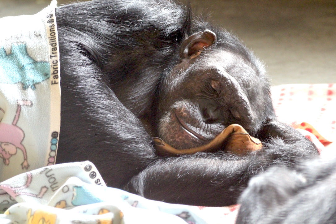 jamie chimpanzee in nest with boot