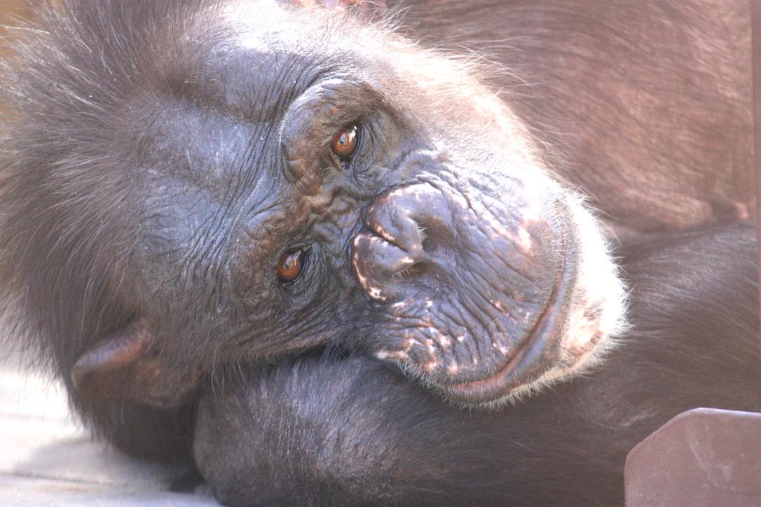 new_web_June_ed Negra close up GH IMG_1874