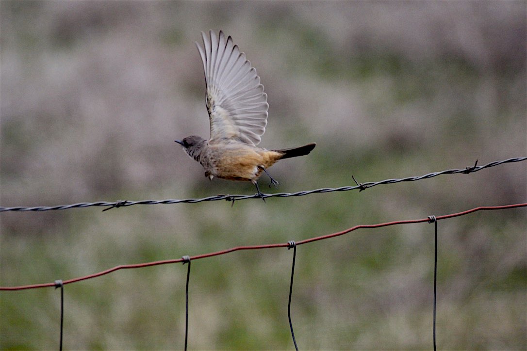 new_web_say's_phoebe_kd_IMG_6719