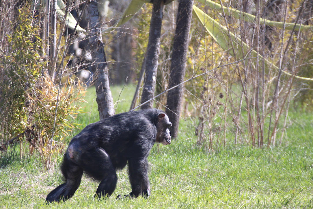 new_web_negra_forage_in_grass_dg_IMG_7987