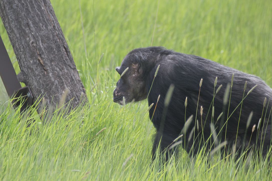 new_web_Negra_grass_yh_aw_IMG_9668