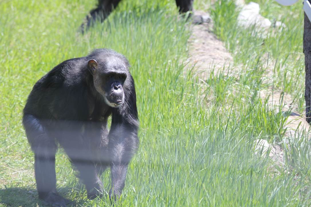 new_web_Negra_walk_green_grass_YH_ek_IMG_8498