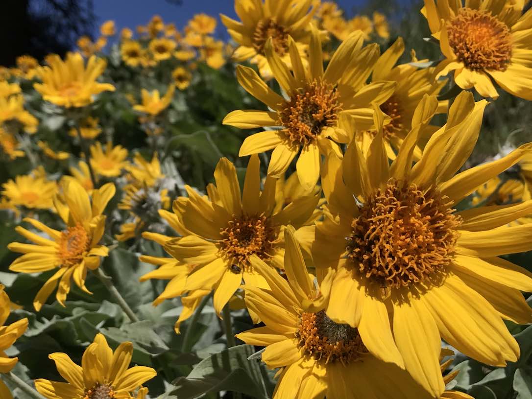 new_web_balsamroot_closeup_kd_IMG_8162