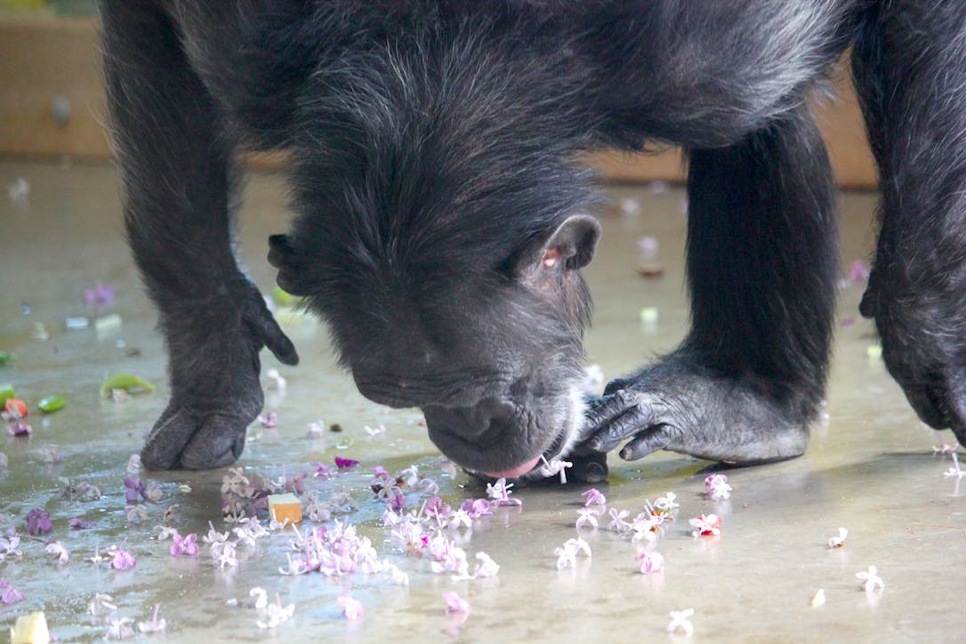 new_web_foxie_licking_up_lilac_petals_kd_IMG_9056