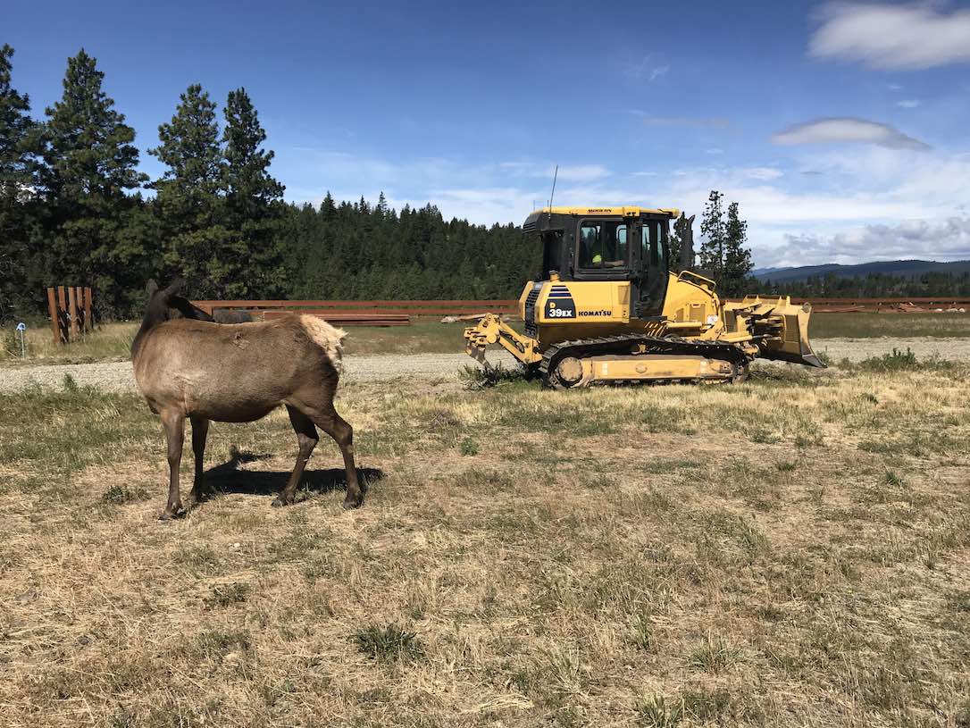 new_web_Ellie_bulldozer_IMG_2923