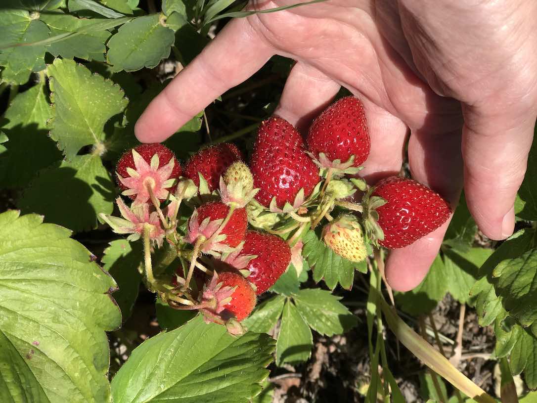 new_web_strawberry_patch_kd_IMG_8885