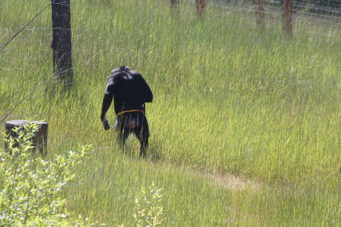 new_web_Annie_walk_bipedal_yh_kb_IMG_1384