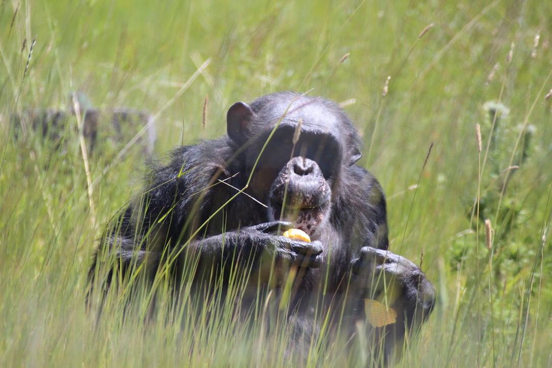 new_web_Negra_corn_forage_yh_aw_IMG_1110