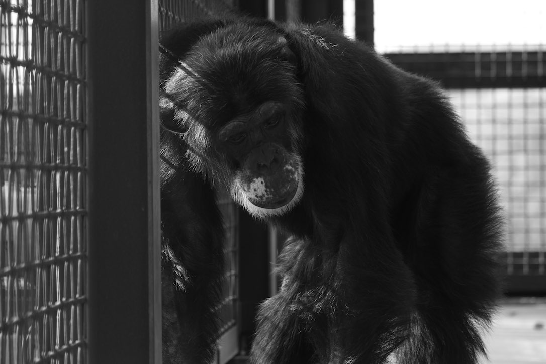 new_web_Burrito_b&w_looking_away_gh_kb_IMG_2593