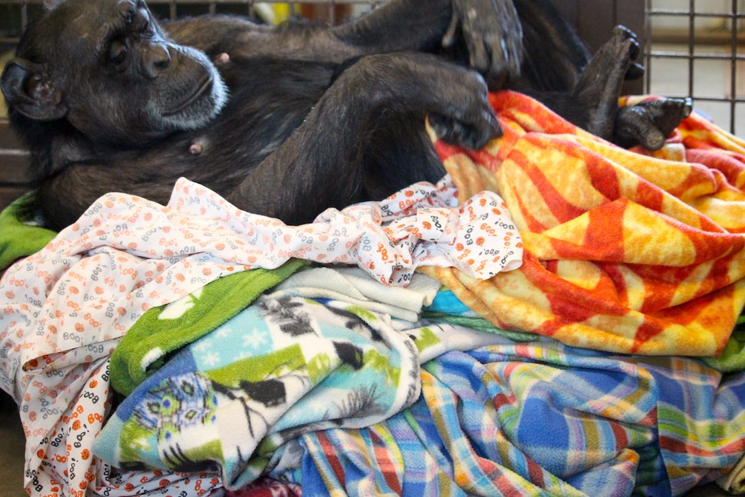 new_web_Jody_giant_blanket_nest_FR1_recovery_IMG_3175