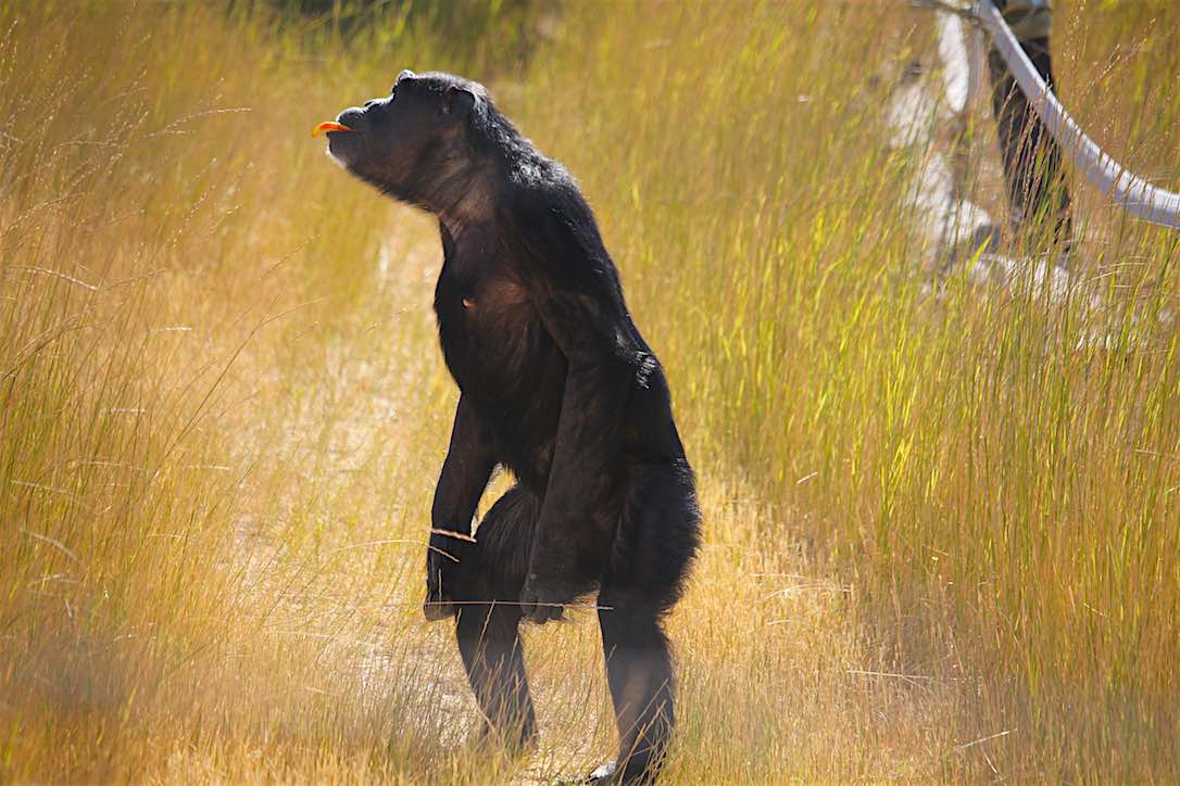 new_web_jody_bipedal_yh_in_sun_kd_IMG_2779