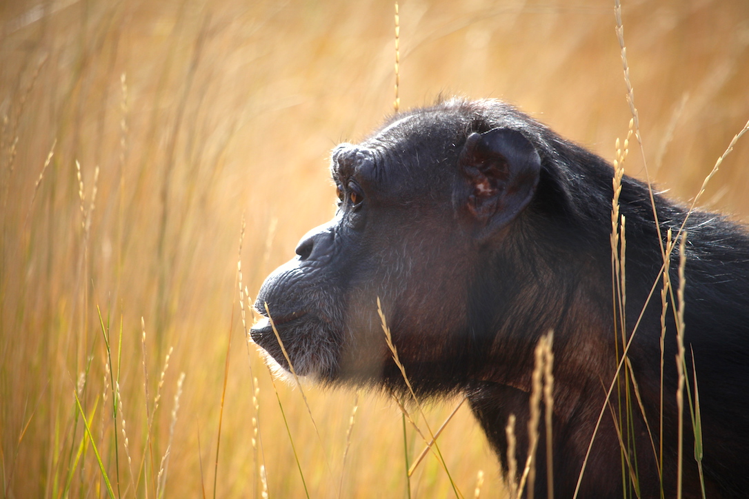 new_web_Jody_in_tall_grass_profile_YH_jb_IMG_4396