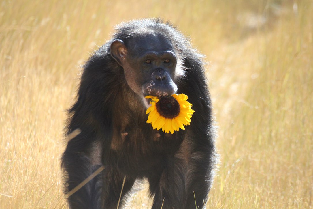 new_web_Negra_carry_sunflower_yh_aw_IMG_3456