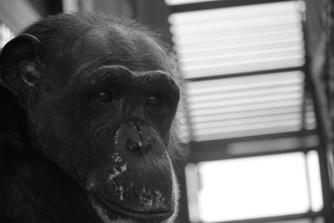 new_web_Negra_closeup_b+w_gh_aw_IMG_4278