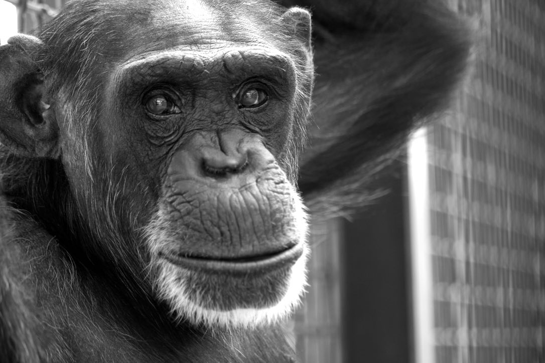 new_web_Foxie_close-up_bw_gh_dg_IMG_2569
