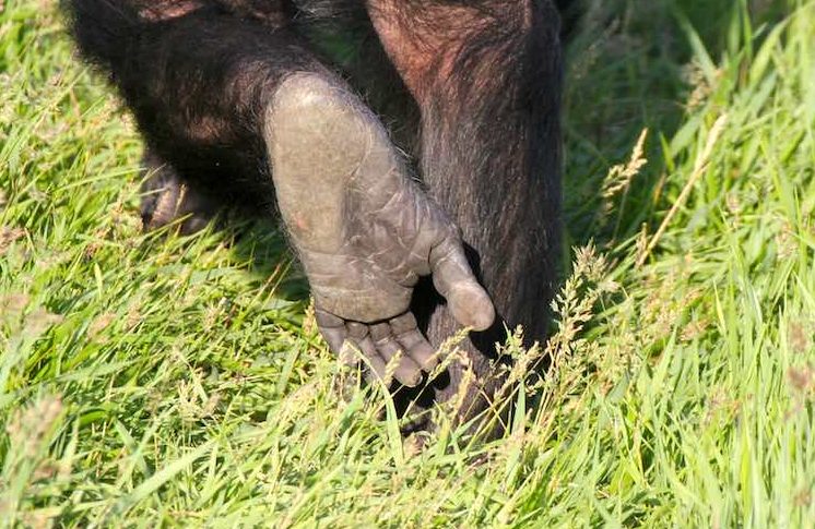 new_web_Jamie_foot_up_look_for_snake_YH_jb_IMG_8129