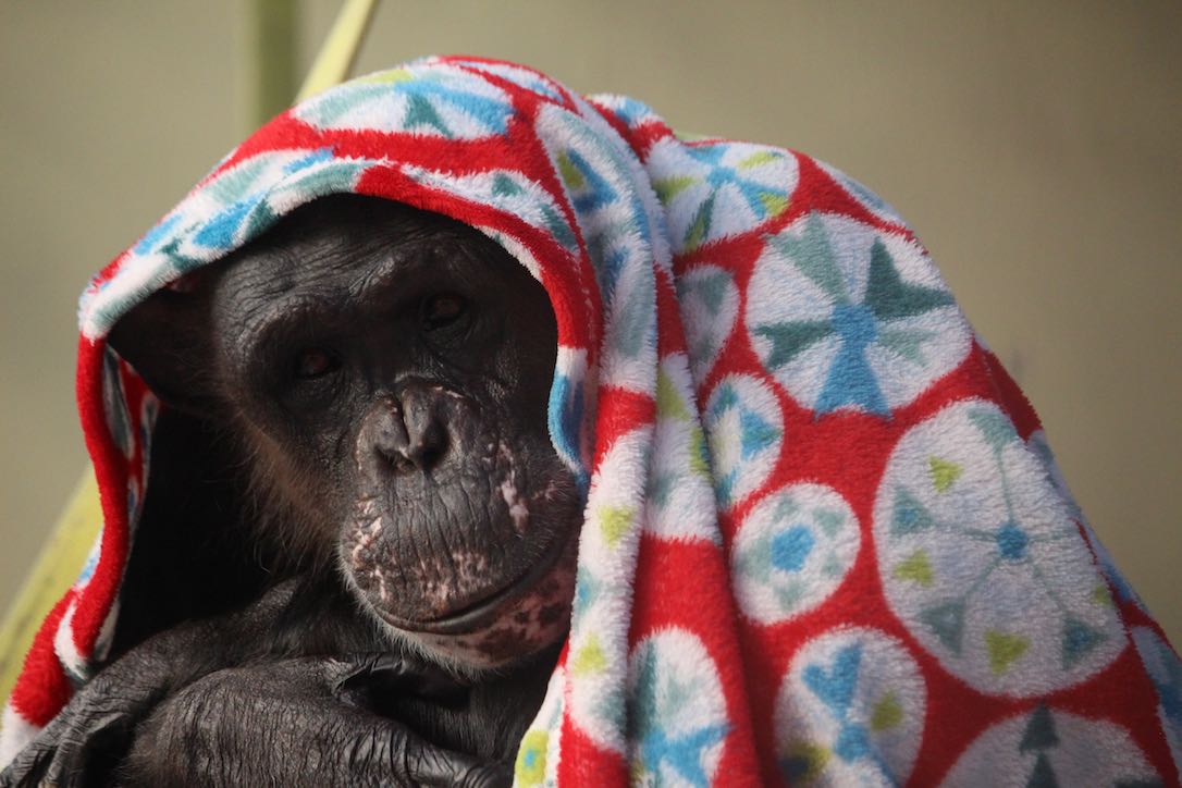 new_web_Negra_blanket_poncho_GH_ek_IMG_5731