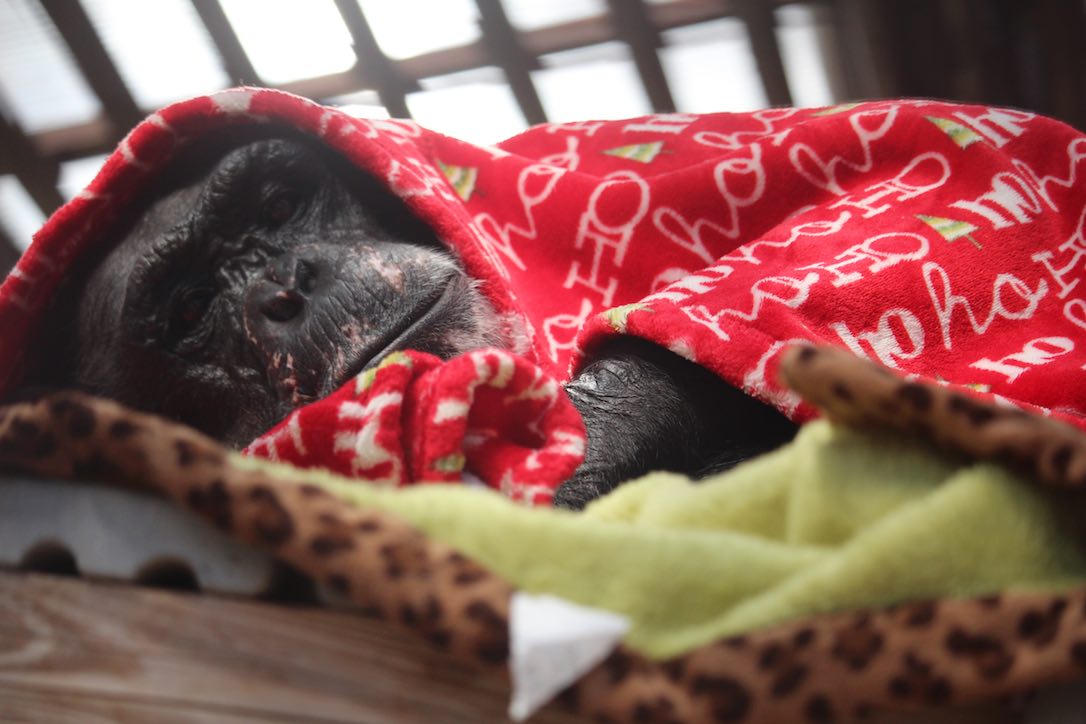 new_web_Negra_lay_in_nest_blankets_enrichment_gh_kb_IMG_2037