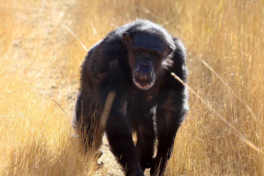 new_web_Negra_walk_golden_grass_yh_dg_IMG_5115