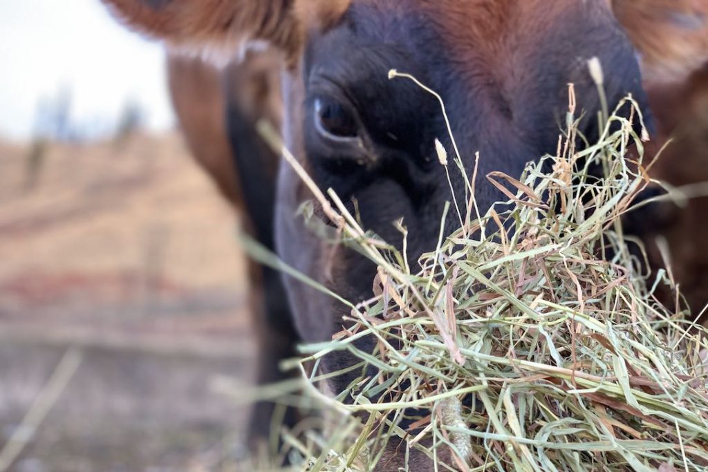 new_web_Betsy_hay_IMG_0077
