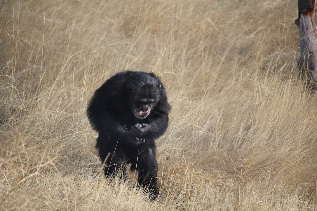 new_web_Burrito_bipedal_forage_IMG_6760