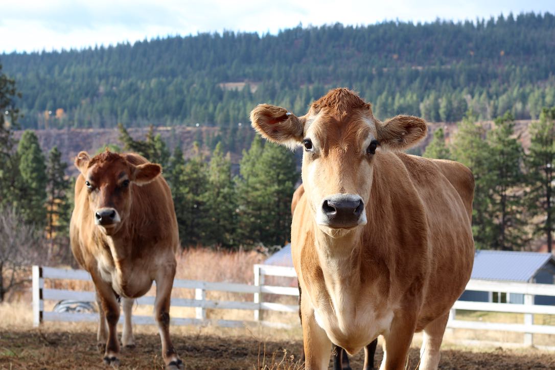new_web_cattle_nutmeg_honey_day_one_jb_IMG_6142