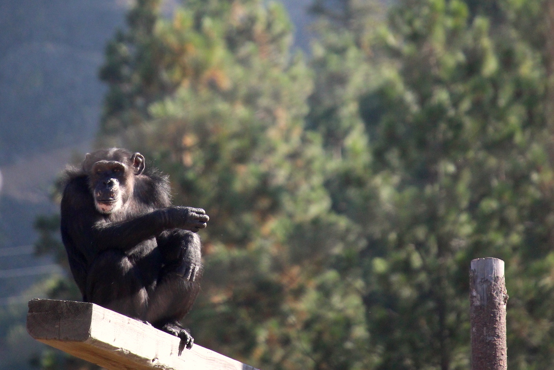 new_web_cropped_Missy_sit_on_beam_mountain_in_background_trees_YH_jb_IMG_3867 copy