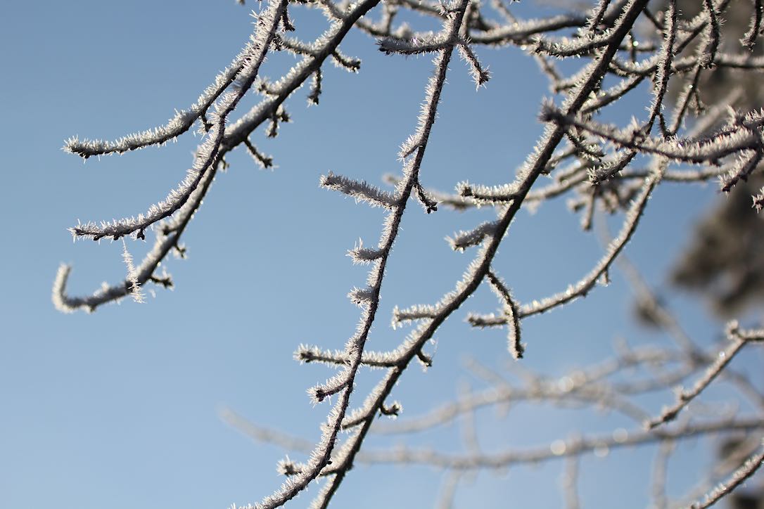 new_web_hoarfrosty_branches_kd_IMG_5800
