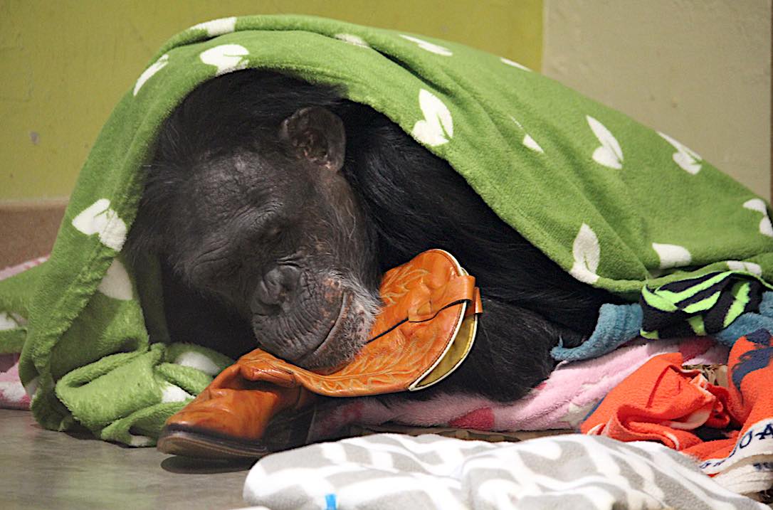 new_web_jamie_napping_green_blanket_kd_IMG_6782