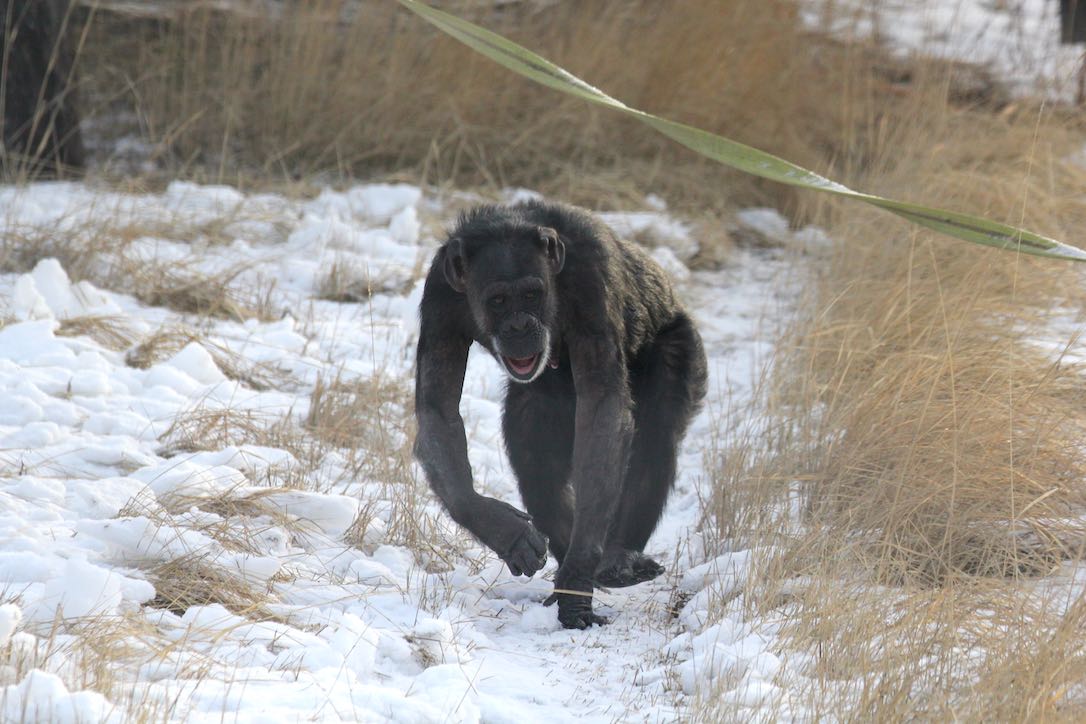 new_web_Jody_walk_snow_grass_yh_dg_IMG_7544