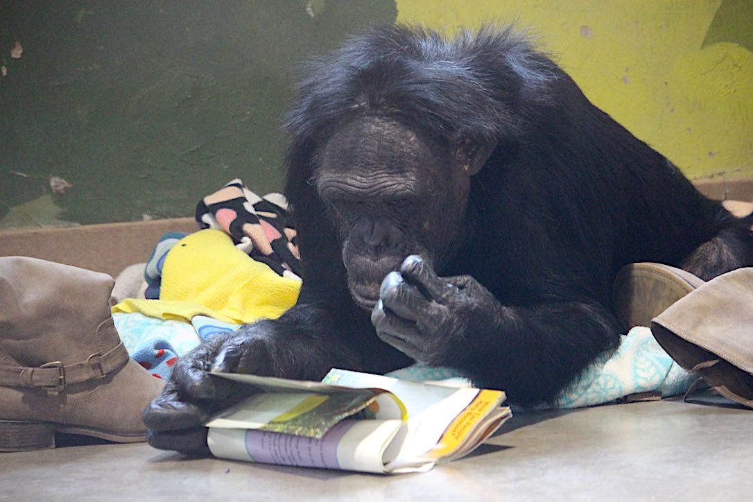 new_web_jamie_read_bonobo_book_kd_IMG_8579