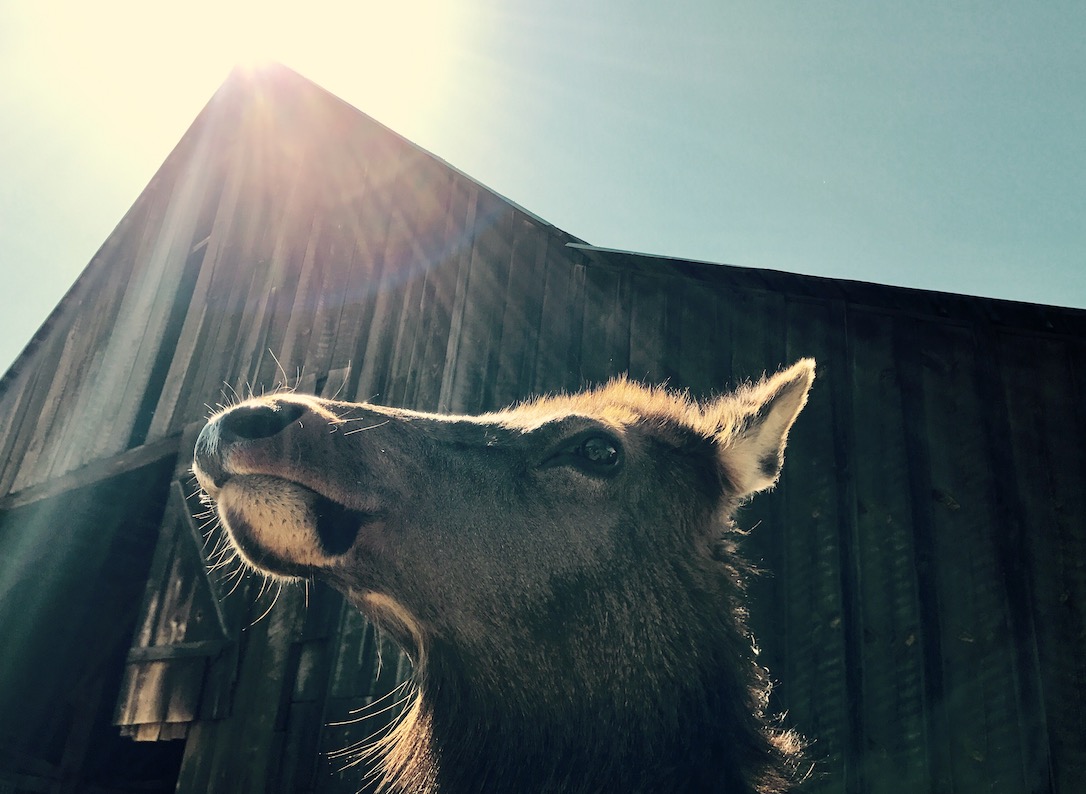 new_web_Ellie_barn_sunlight_jb_IMG_9561