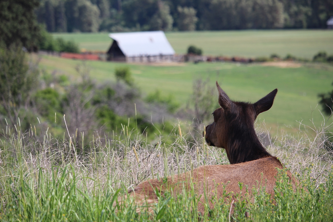 new_web_Ellie_looking_at_valley_jb_IMG_8474 copy