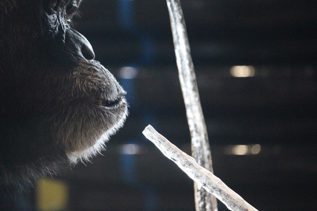 new_web_Jody_close-up_eat_icicle_pr_aw_IMG_9367