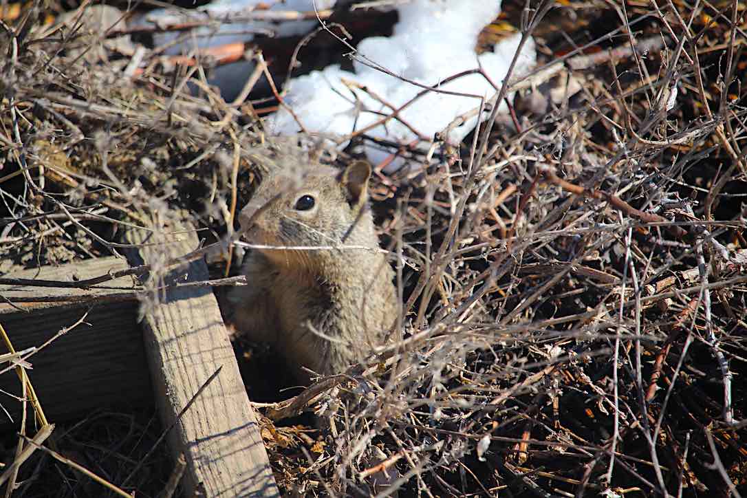 new_web_first_spring_squirrel_kd_IMG_8365
