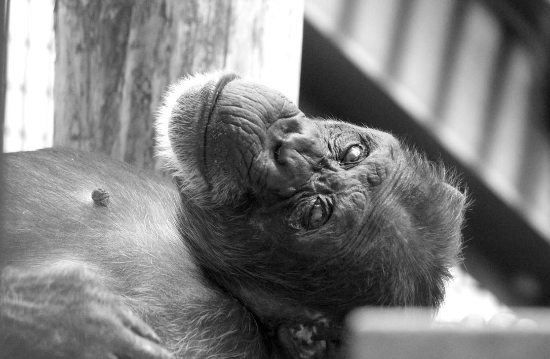 new_web_Foxie_lie_bw_close-up_top_platform_gh_dg_IMG_9464
