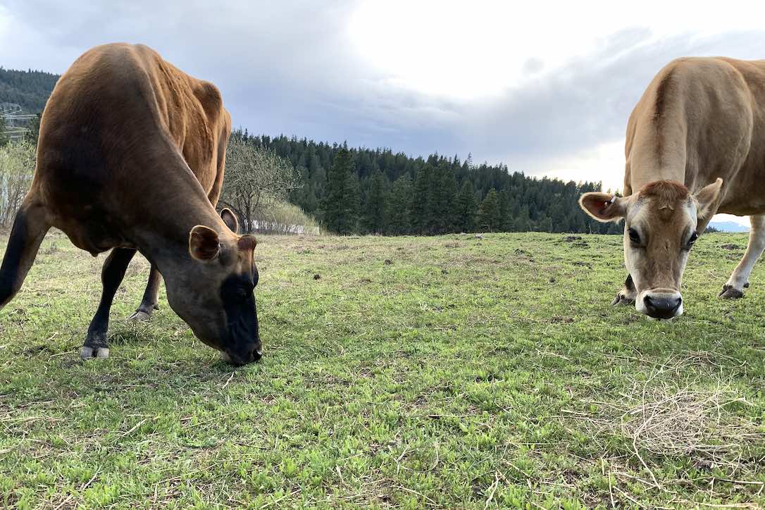 new_web_Betsy_Honey_graze_IMG_1444