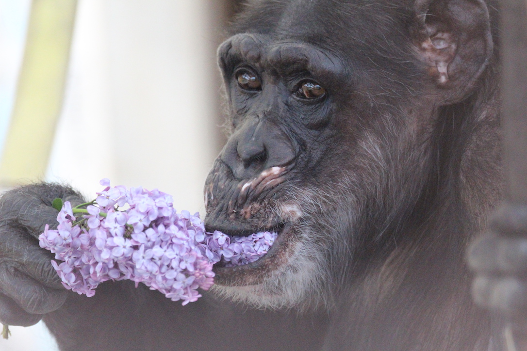 new_web_Missy_mouthful_lilac_gh_aw_IMG_9924