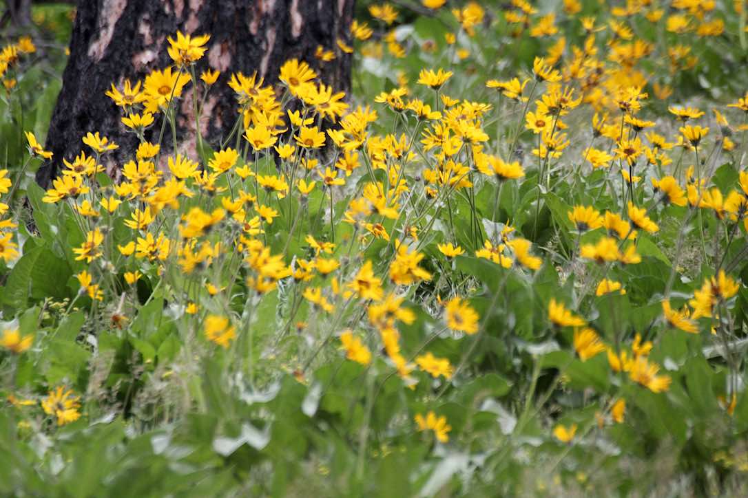 new_web_balsamroot_II_kd_IMG_0039