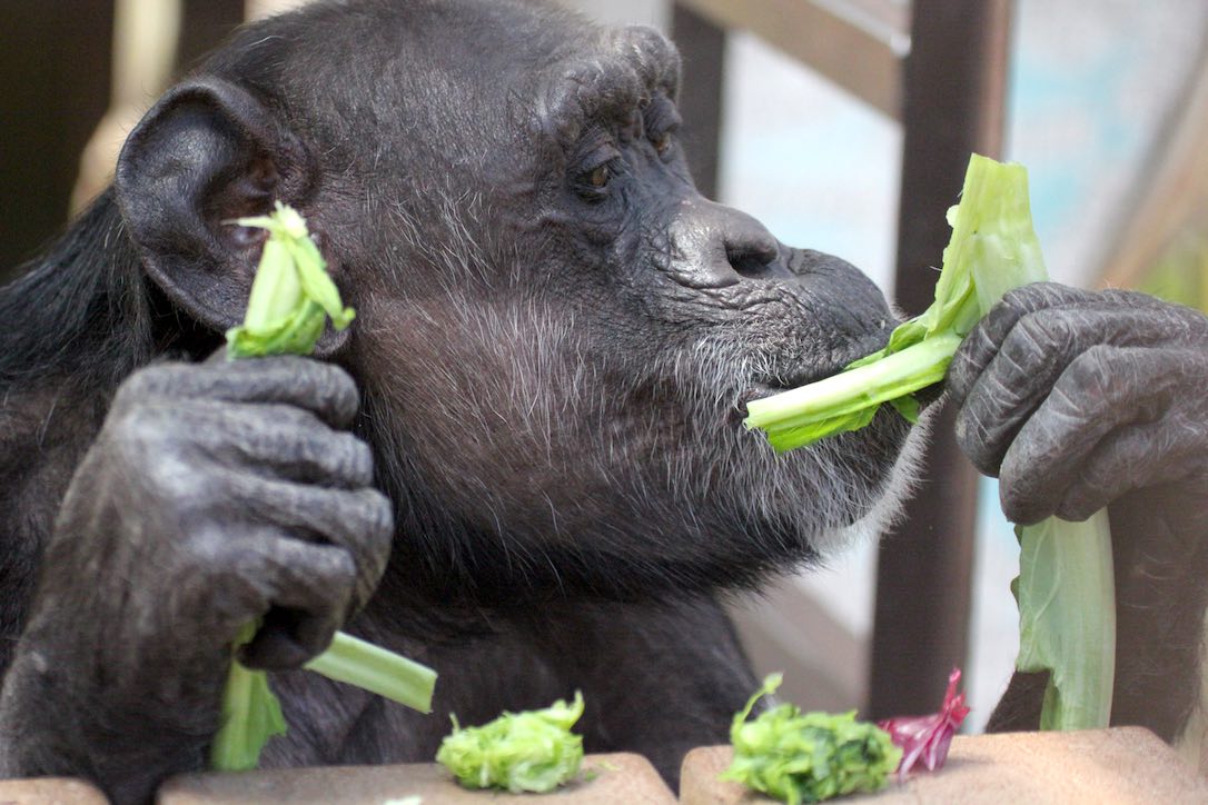 new_web_Jody_close-up_eat_greens_gh_dg_IMG_0888
