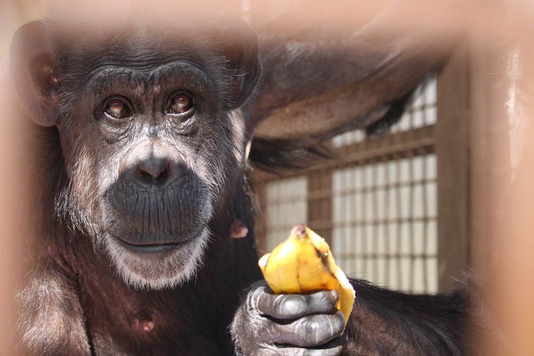 new_web_Jody_lookig_up_negras_hand_holding_banana_gh_kb_IMG_1888