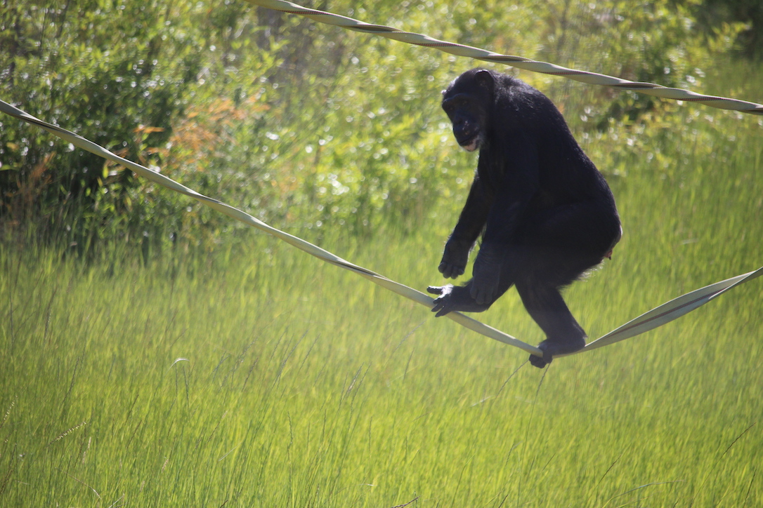 new_web_Missy_tightrope_no_hands_yh_aw_IMG_1339