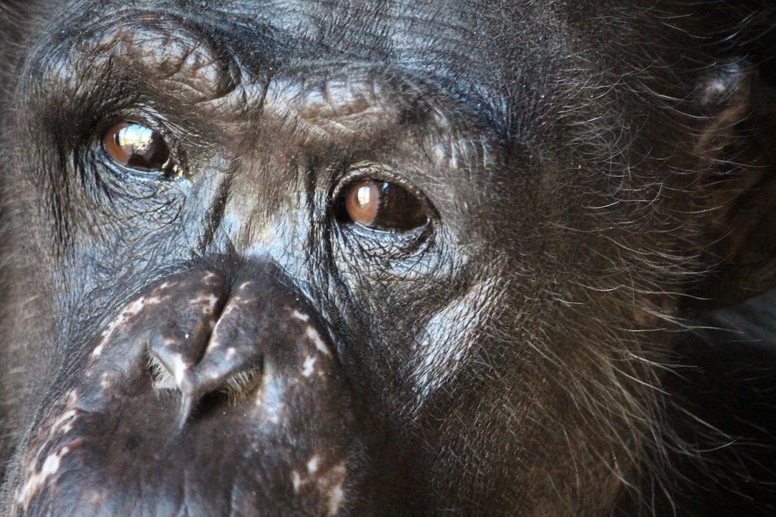 new_web_Negra_closeup_portrait_fr4_aw_IMG_1917