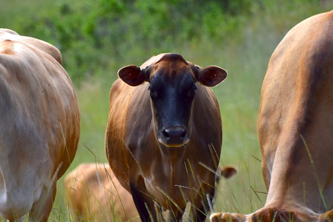 new_web_betsy_portrait_vigilant_pasture_ad_DSC_0838