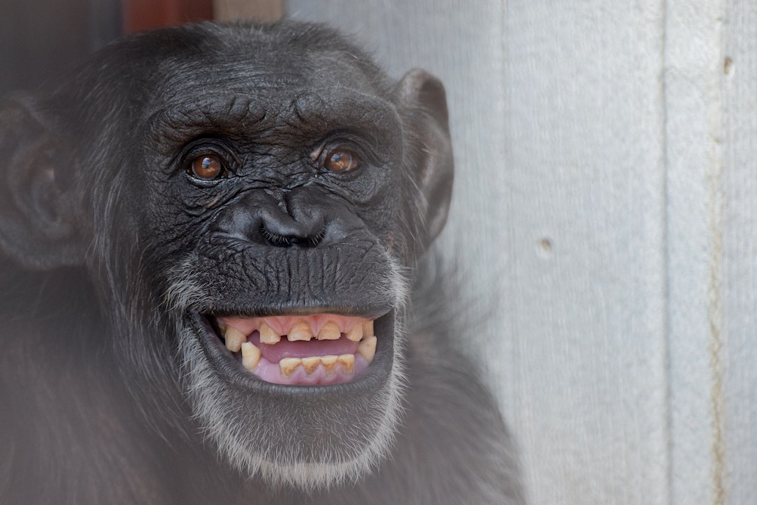 new_web_foxie_portrait_sneer_gh_ad_DSC_0183