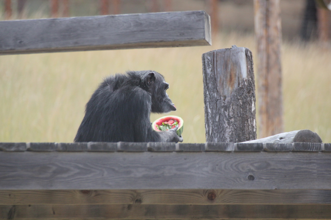 new_web_Foxie_watermelon_bowl_yh_kd_IMG_2572